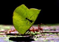 Científicos determinan la cantidad de hormigas que hay por cada humano en el planeta