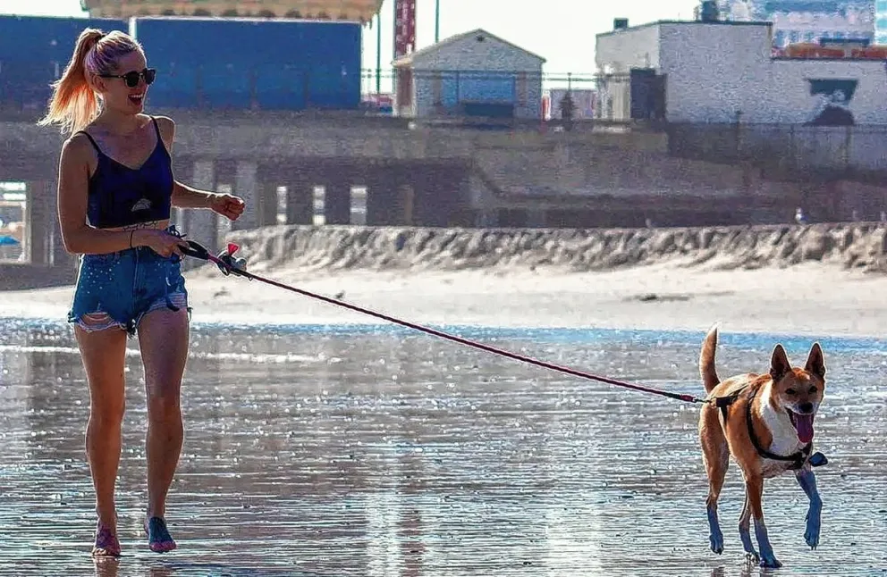 Lo que se debe pensar antes de adoptar una mascota