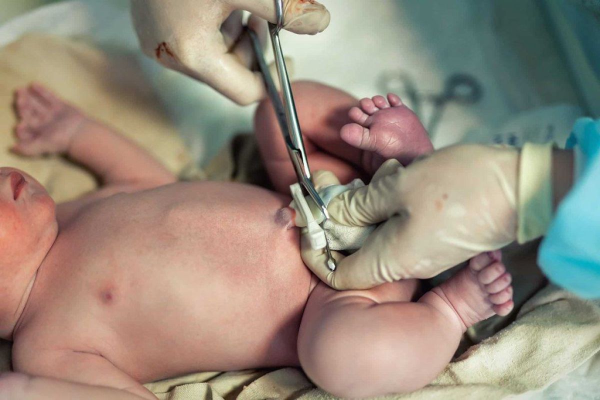 Células madre: qué son y por qué serían el futuro de la medicina regenerativa