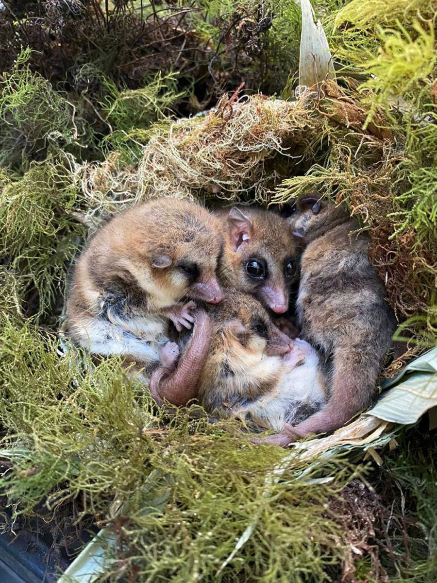 Sorprendente “capacidad de ahorro” de un monito patagónico | Diario Crónica