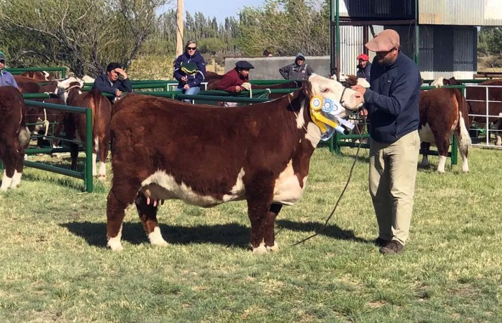 La Sociedad Rural de Sarmiento organiza su 33ra. Expo Bovina