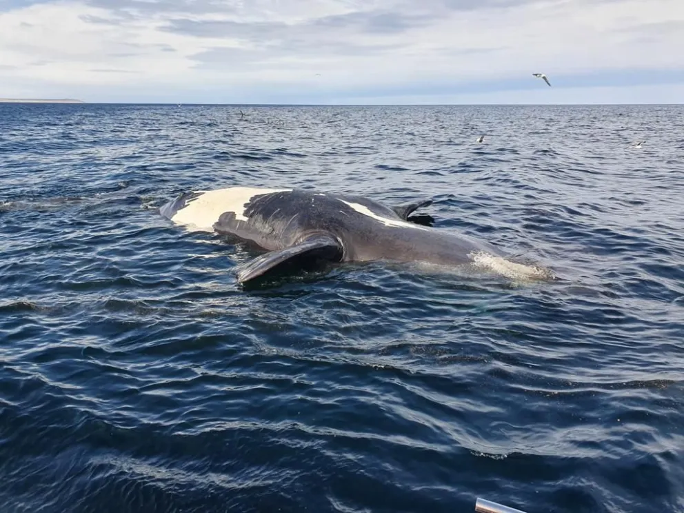 Chubut: investigan la causa de muerte de Ballenas Franca en el Golfo Nuevo