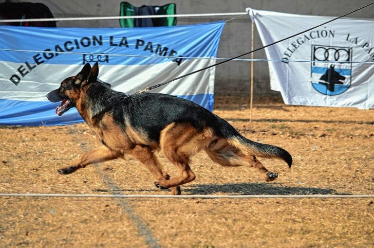 Nationales Turnier und Meisterschaften für Deutsche Schäferhunde in Nordpatagonien