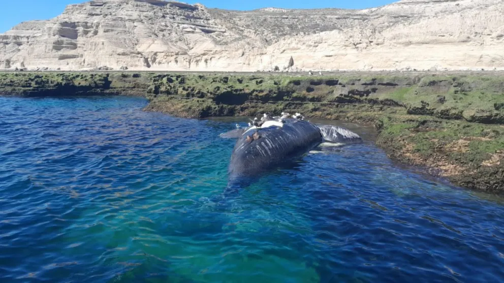 Ya son 15 las ballenas muertas en Península Valdés
