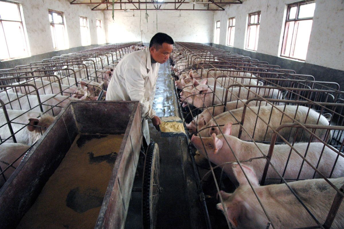 Sube precio de carne de cerdo en China