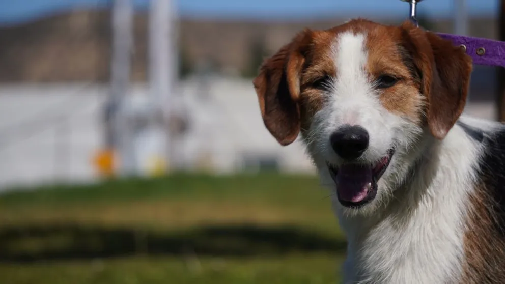 Rada Tilly: Jornada de vacunación contra la rabia