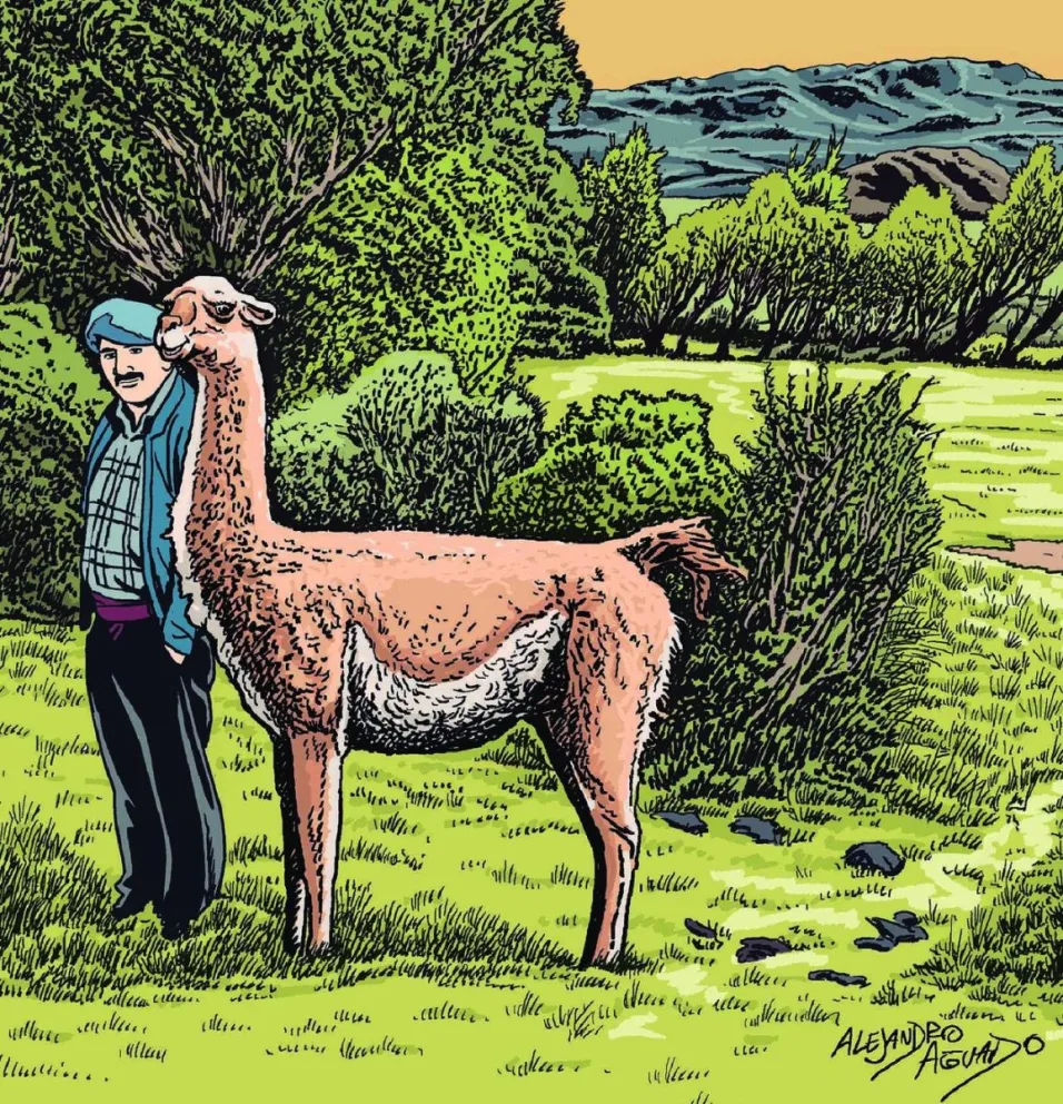 “Chu”, un guanaco con historia 