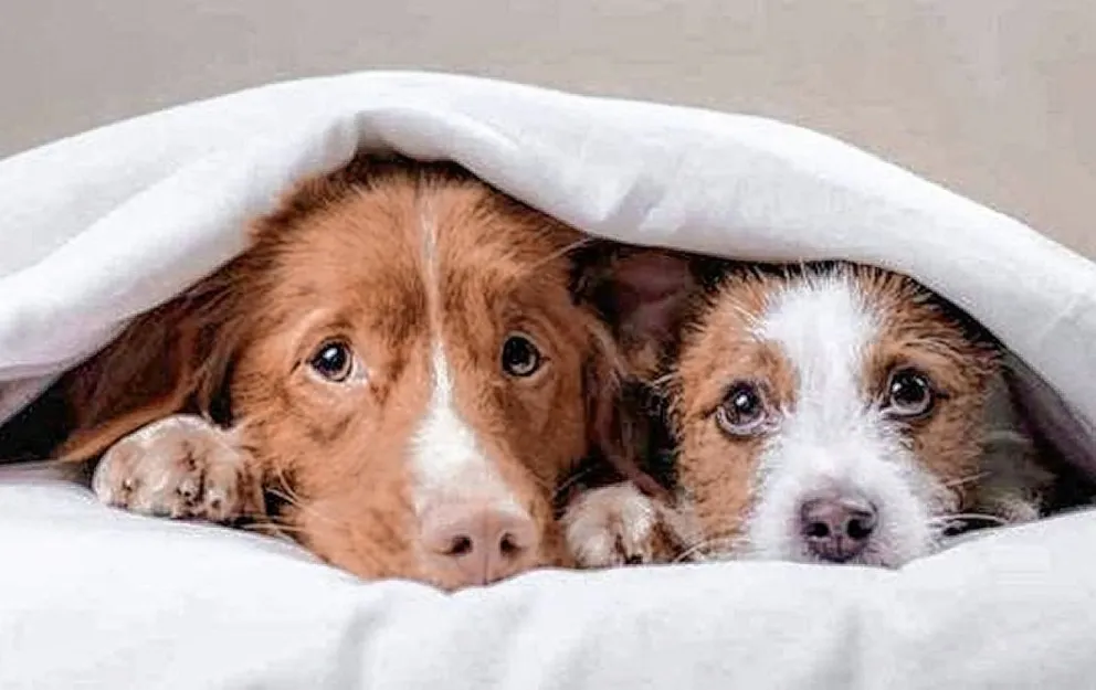 Cómo afecta la pirotecnia en los animales