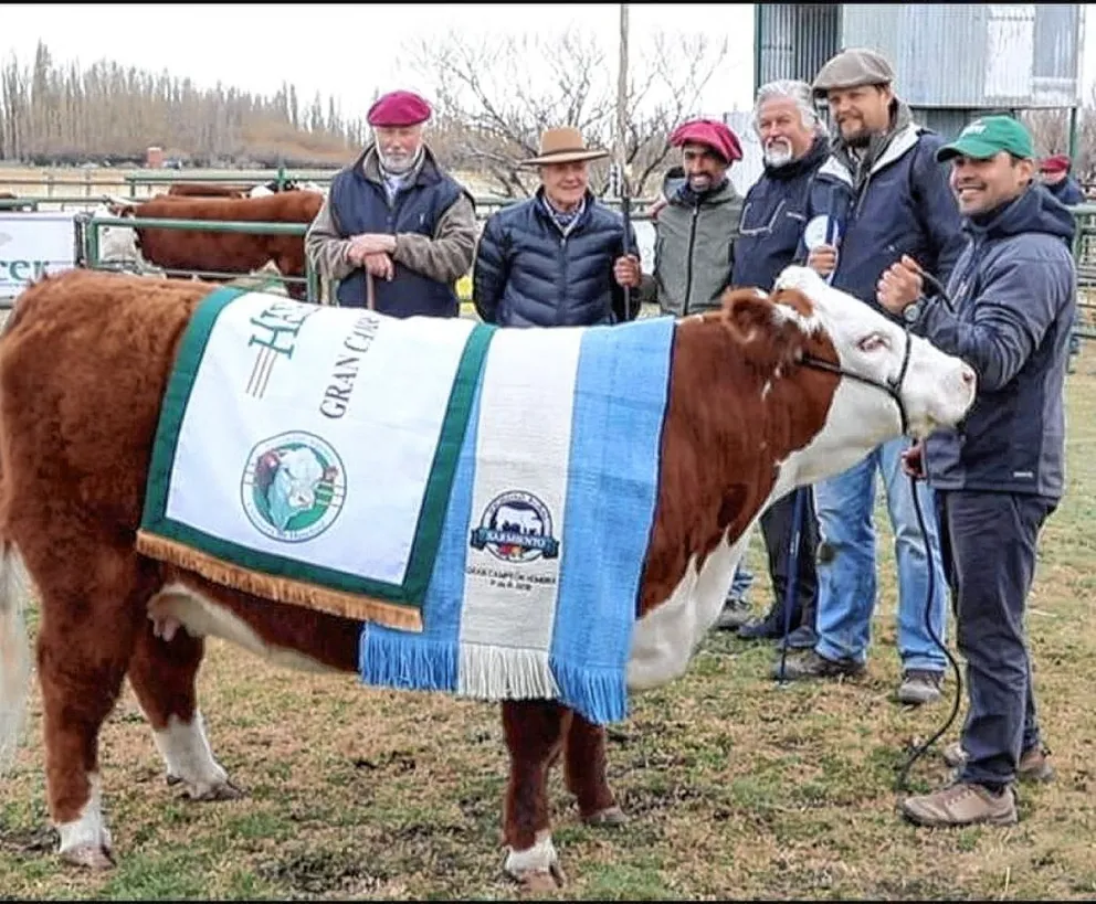 Los mejores ejemplares Hereford y Angus en la expo bovina de Sarmiento