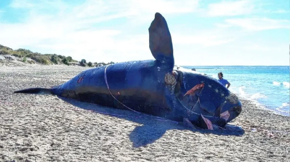 Décima ballena muerta en una semana suma incertidumbre en la provincia