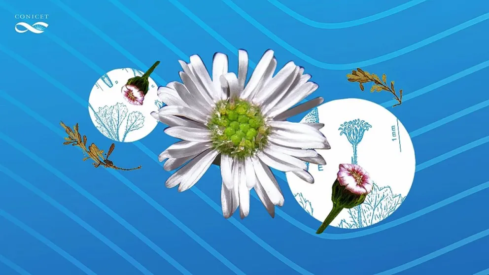 Patagonia e Islas Malvinas: estudian el mecanismo de dispersión de un género de plantas sudamericano 