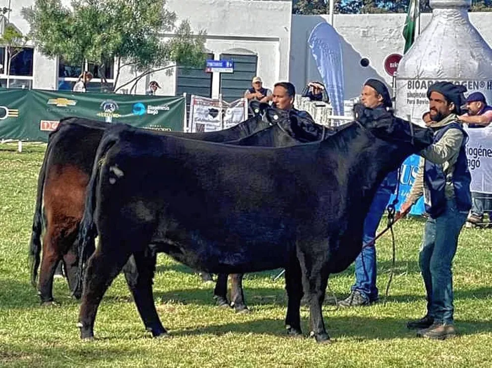 Se desarrolló la 33° Exposición Bovina de Sarmiento