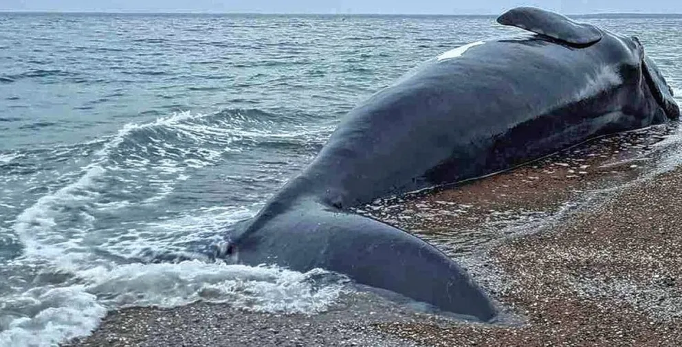 Siguen apareciendo ballenas muertas y aún no llegan los estudios de toxicidad