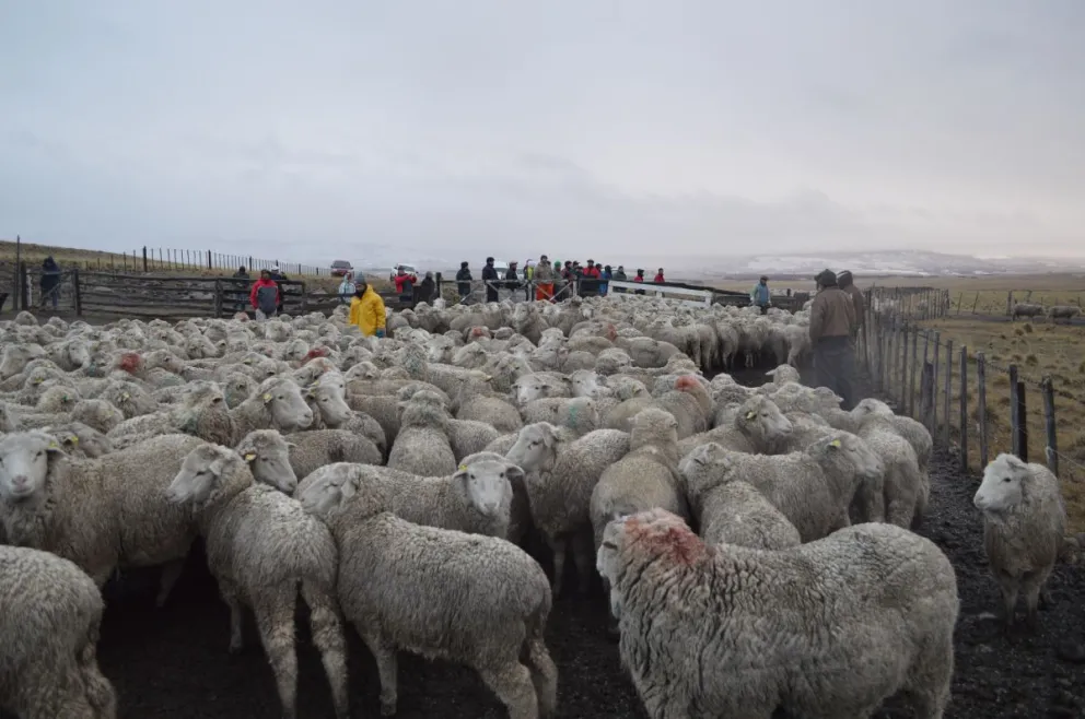 Ruralistas destacan la gestión de un fondo compensatorio para el sector lanero de Chubut y la región
