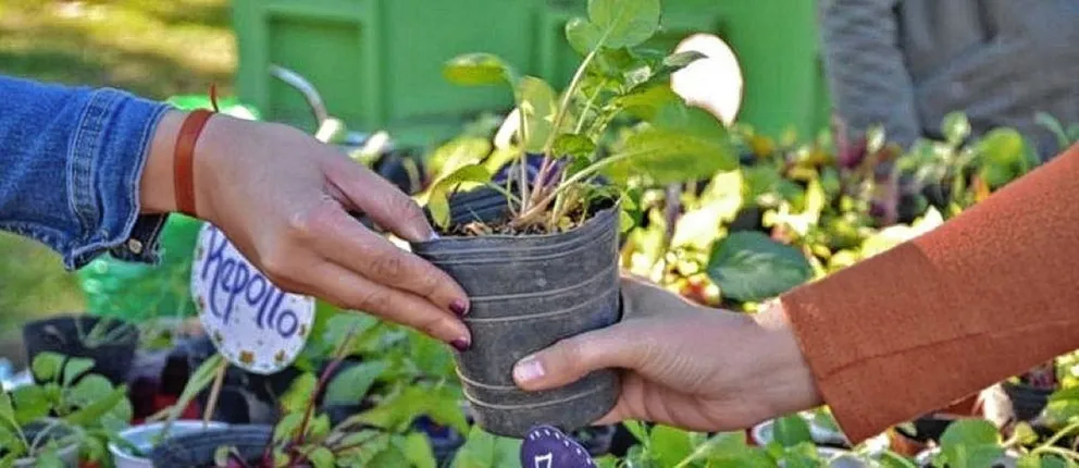 Hoy habrá canje de plantas en la plaza del barrio Pueyrredón