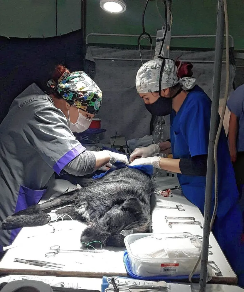 ALMA organiza una nueva jornada de castración y desparasitación en zona sur