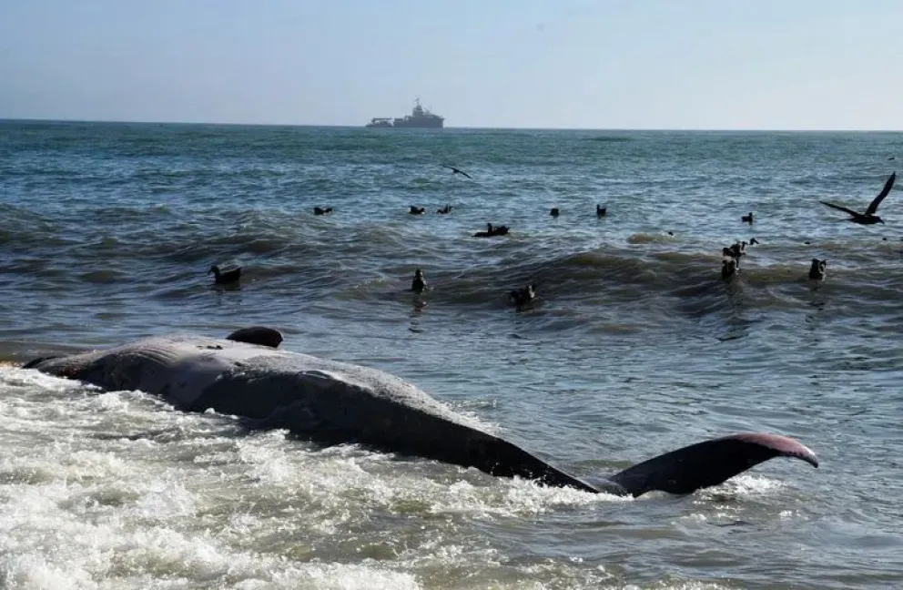 Apareció una ballena muerta en la costa de Caleta Olivia