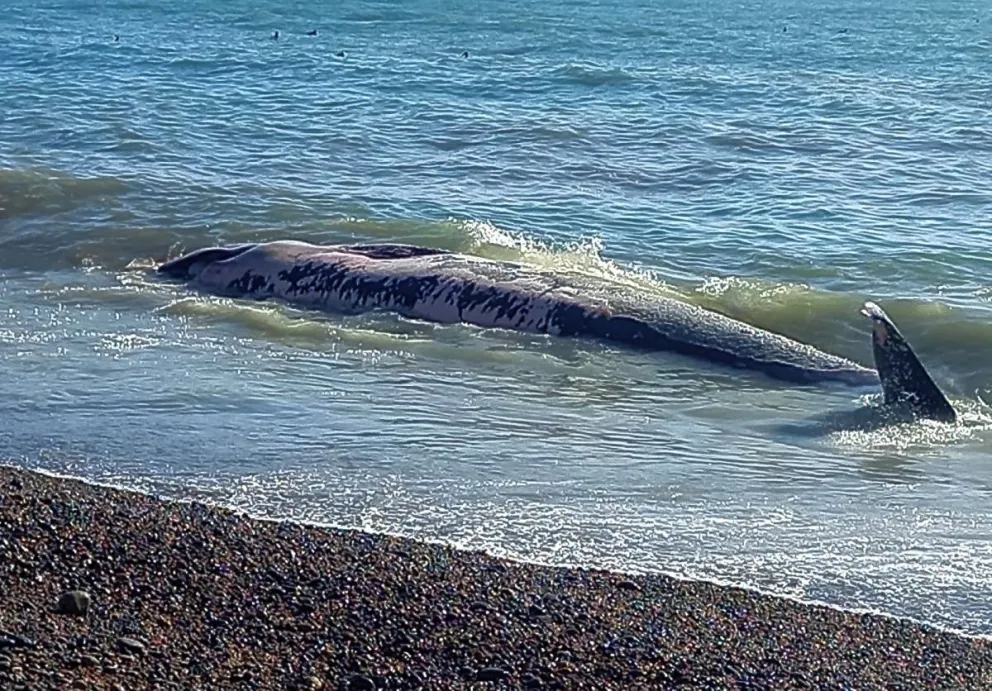 Otra ballena muerta suma al golfo San Jorge a los “sectores de peligro”