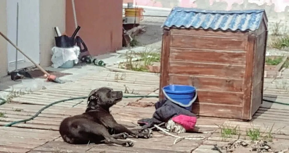 Un pitbull intentó atacar a un niño después de matarle a su mascota
