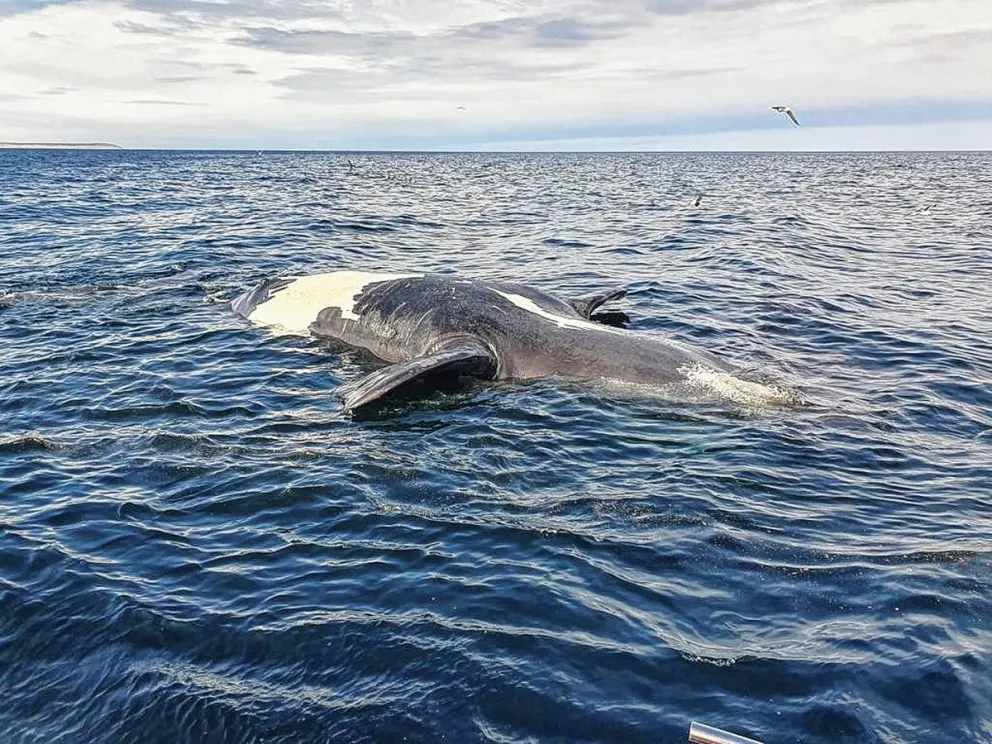 Confirmaron que las ballenas que murieron en Península Valdés tenían biotoxinas de “Marea roja” 