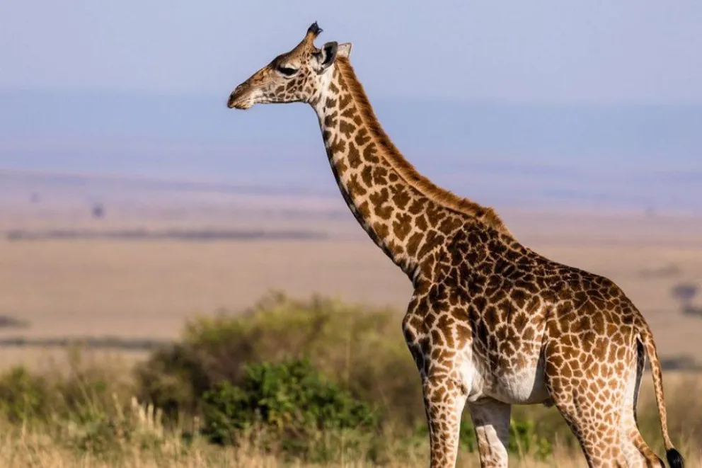 Sudáfrica: Una jirafa pisó y mató a una bebé y su mamá se encuentra en grave estado