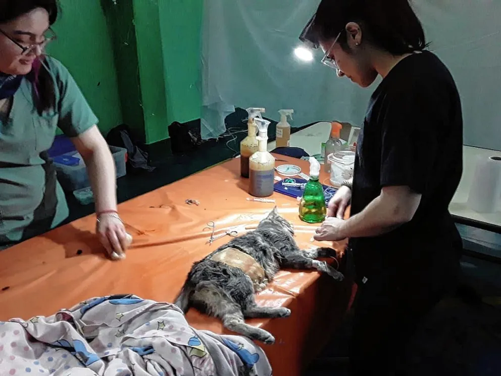 ALMA castró y vacunó contra la rabia a más de 70 perros y gatos