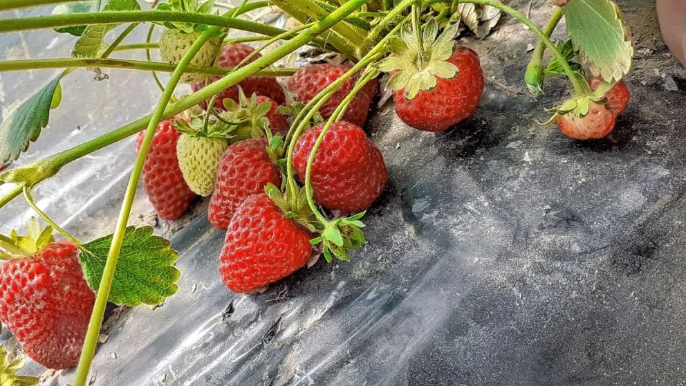 Puerto Deseado: Asociación Vecinal Zona de Chacras logró su primera producción de frutillas bajo cubierta