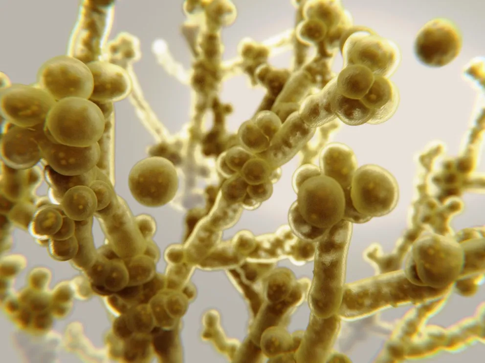 Buenos Aires: Detectaron dos casos de infección del hongo Candida auris