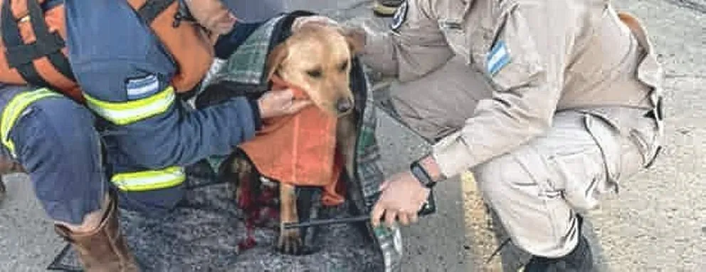 Prefectura de Puerto Deseado rescató a una perrita atrapada en una boca de tormenta