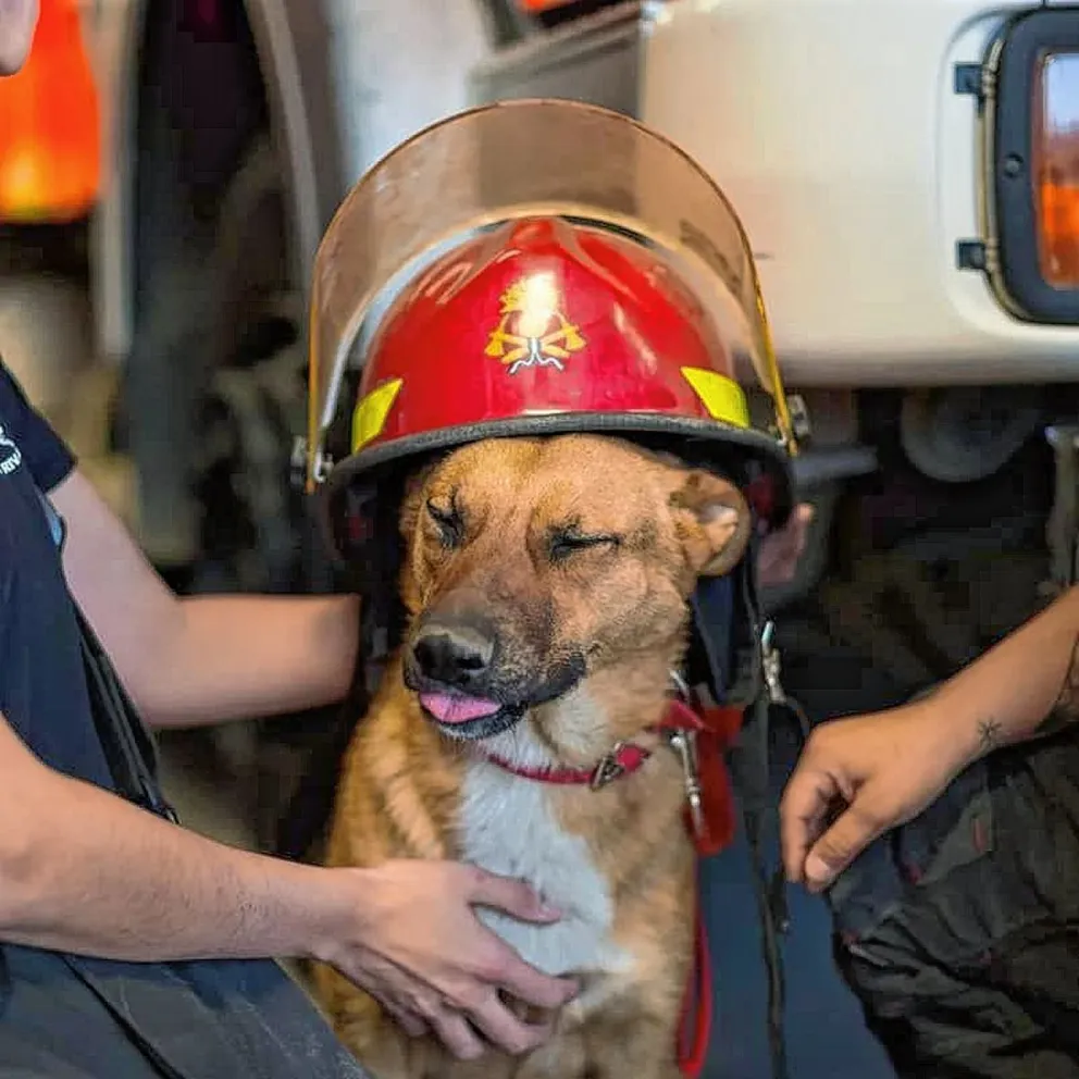 Gran jornada de adopción canina hoy sábado