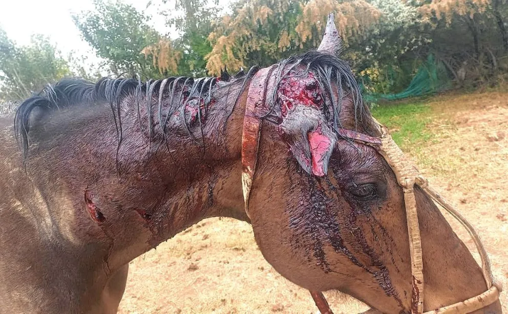 Perros feroces continúan al acecho de los animales de chacra y producción en el barrio Industrial
