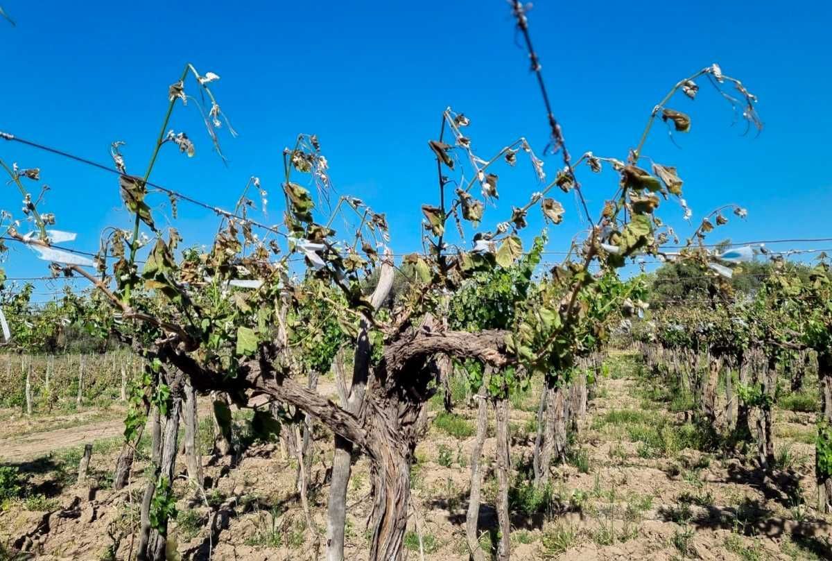 El Gobierno nacional financia con $1.200 millones a emprendimientos que busquen dar impulso a la producción