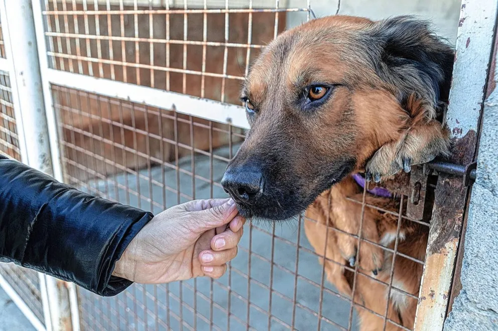 Este fin de semana se concretará la 1° Jornada de Tenencia Responsable de perros y gatos