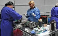 “En este interanual ya llevamos más de 12 mil animales castrados”, dijo el director municipal de Veterinaria