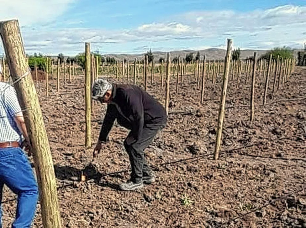 Implementan un módulo de ensayo para potenciar los viñedos más australes del mundo