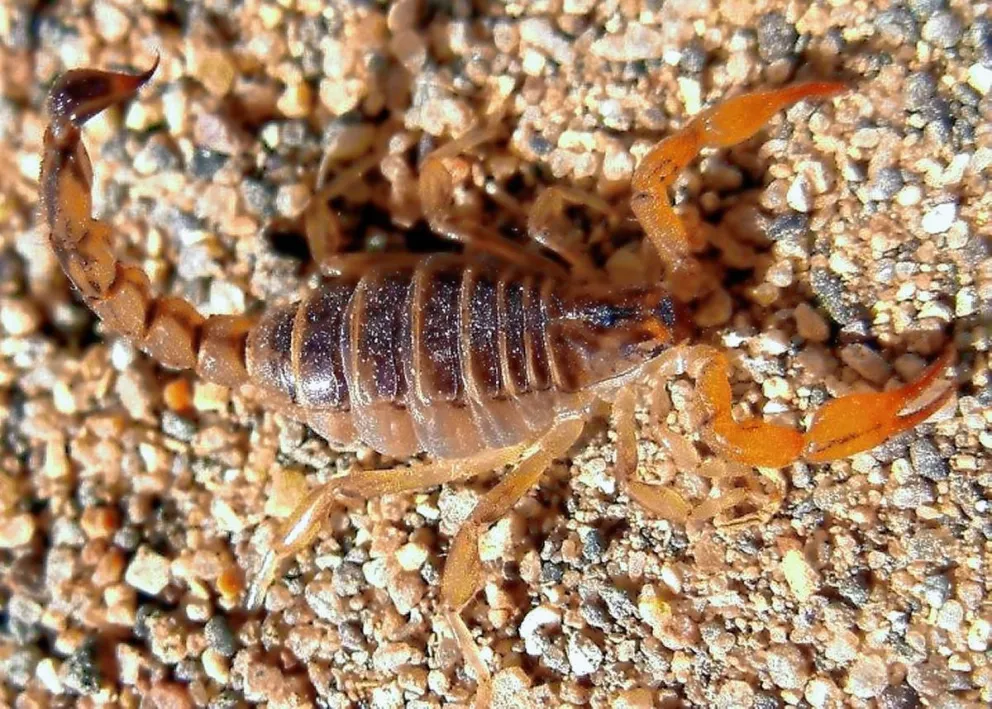 Salud solicitó extremar cuidados para evitar picaduras o mordeduras de Animales Ponzoñosos en Chubut 