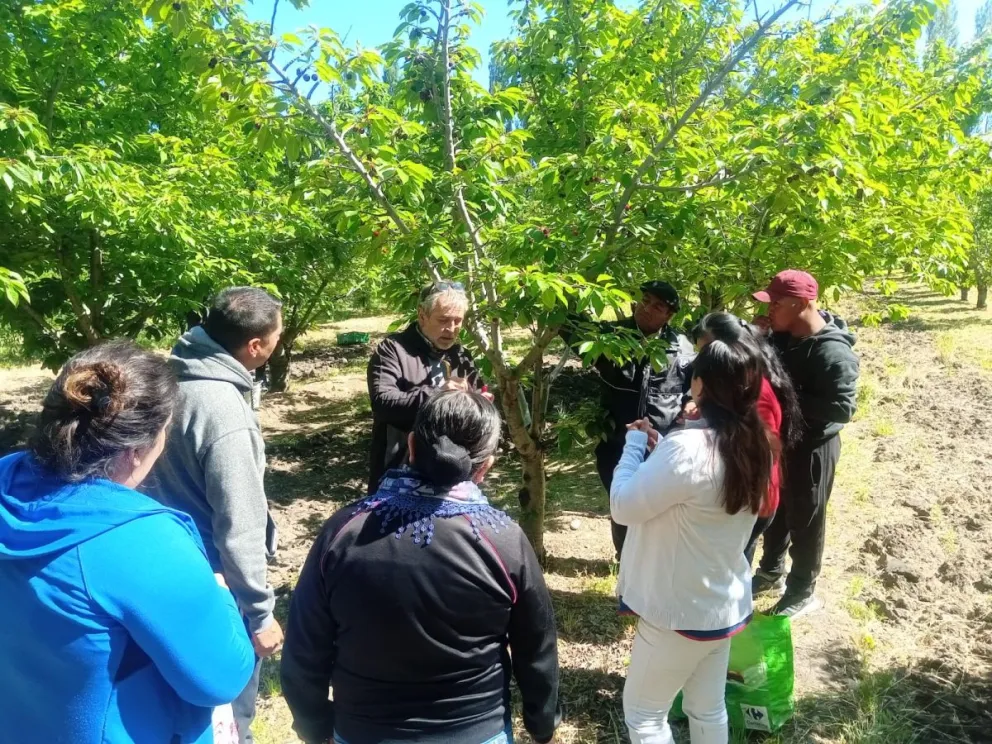 Comenzó la cosecha de cerezas en Sarmiento
