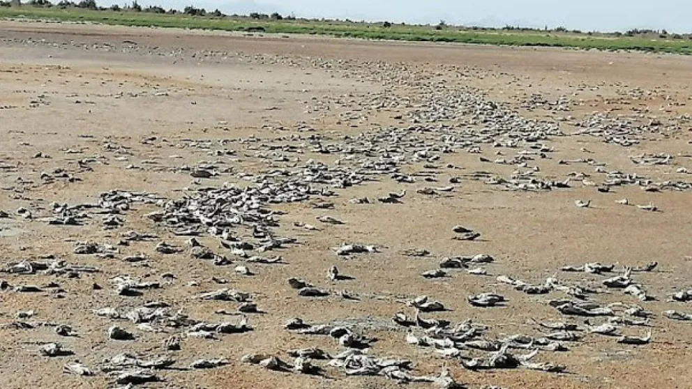 Por la crisis hídrica, "desapareció" una laguna en Mendoza
