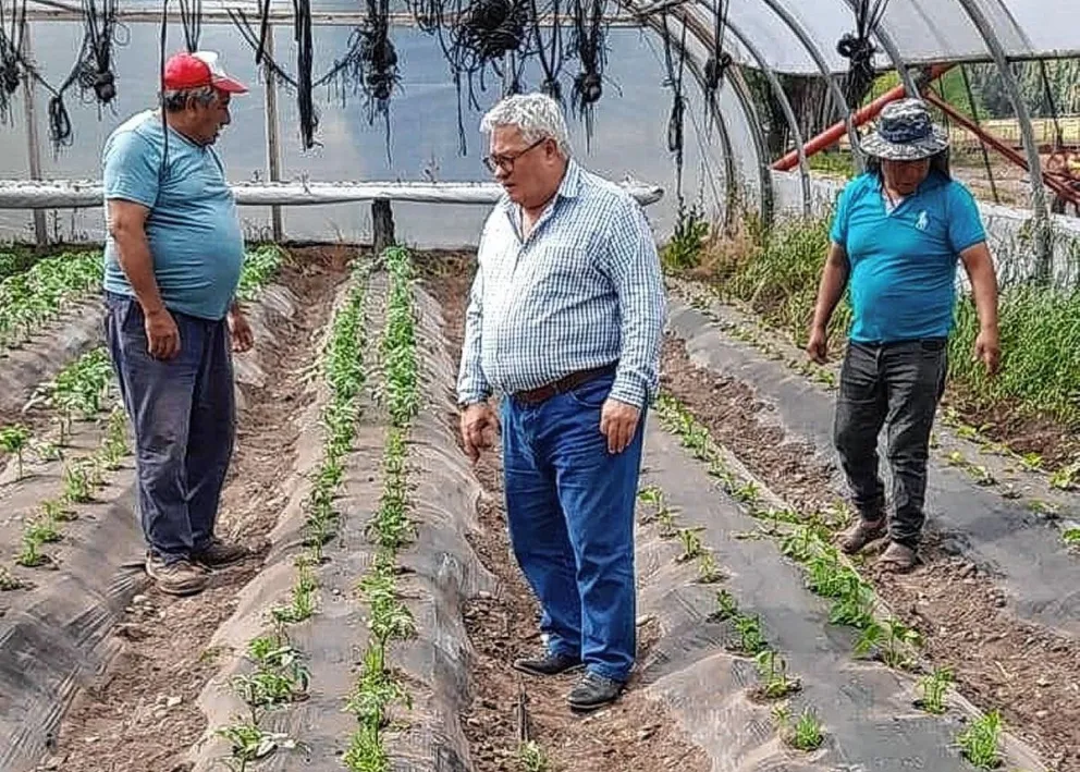 Agricultura: Productores de Sarmiento avanzan en la producción de plantines
