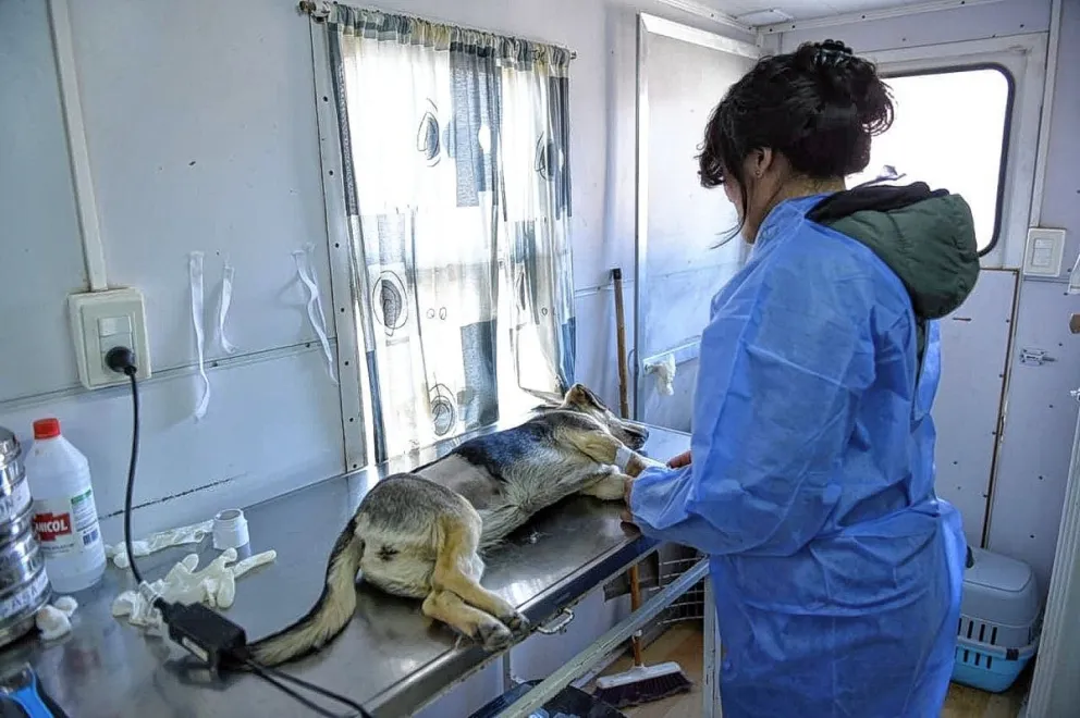 El tráiler de esterilización canina y felina estará en el barrio San Isidro Labrador