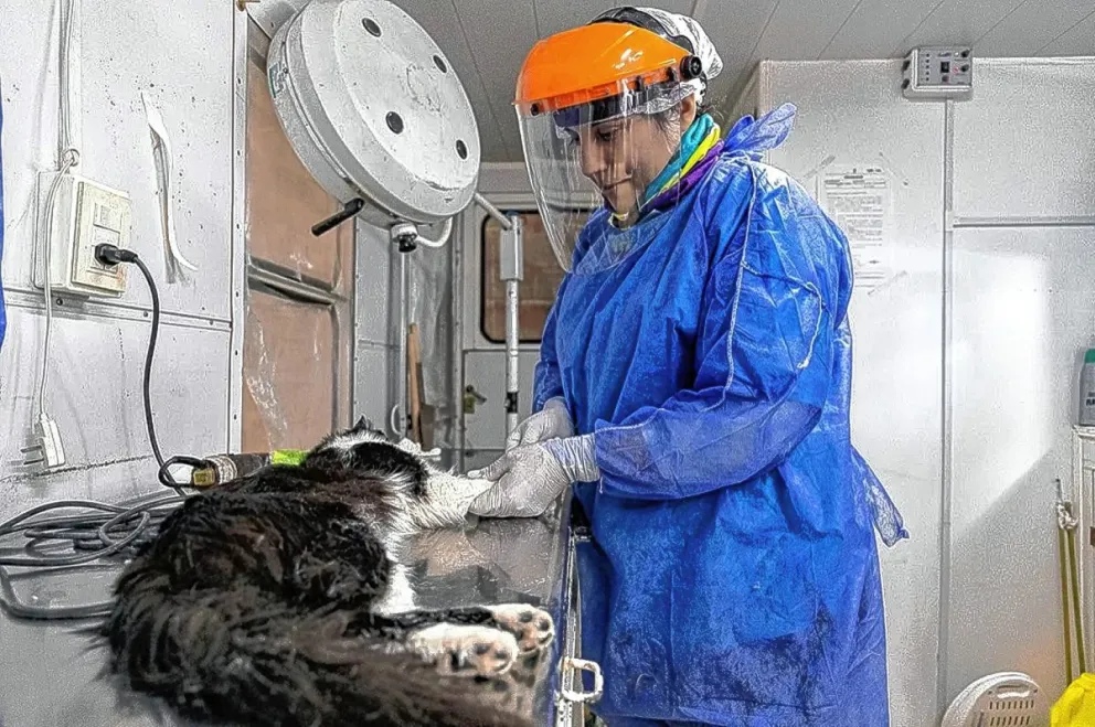 A pesar del feriado, el lunes y el martes el trailer de Perros Sanos brindará atención