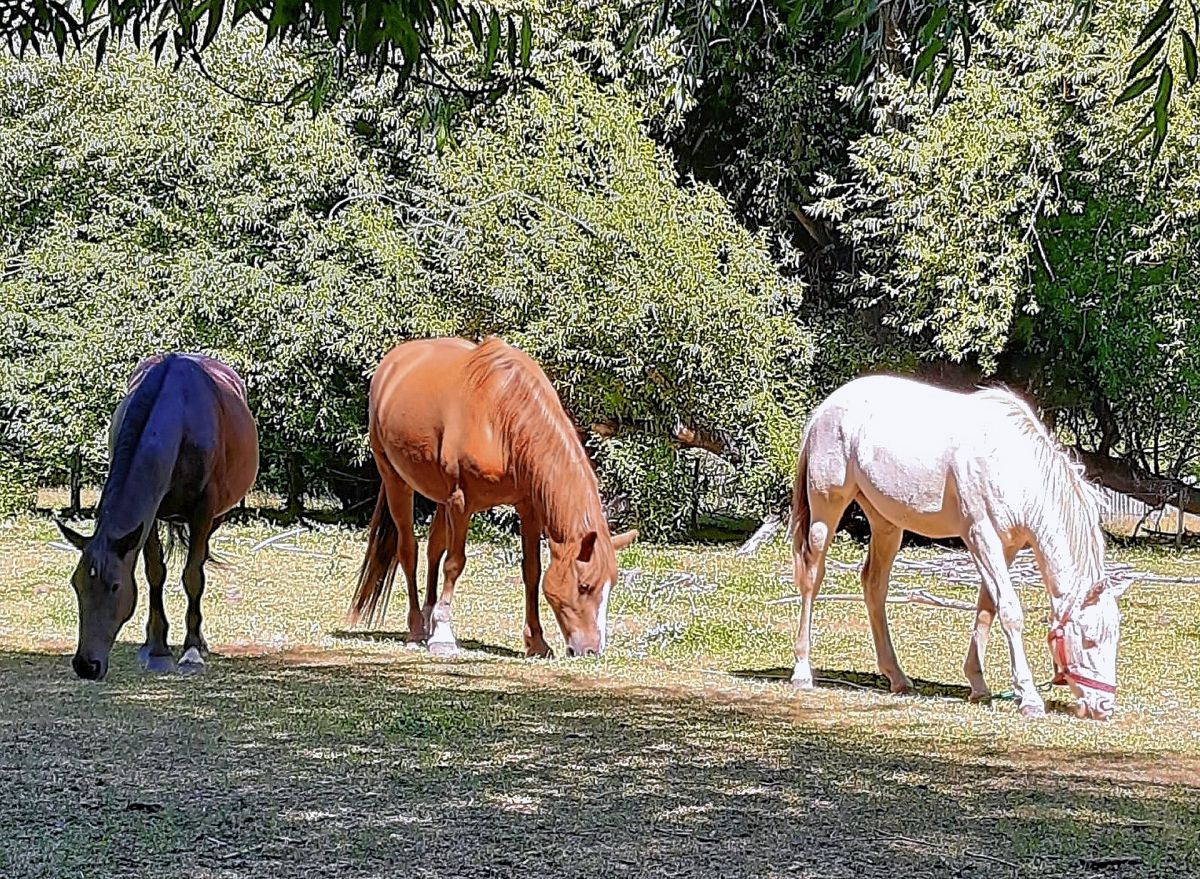 El calor, un factor poco reconocido en el bienestar animal