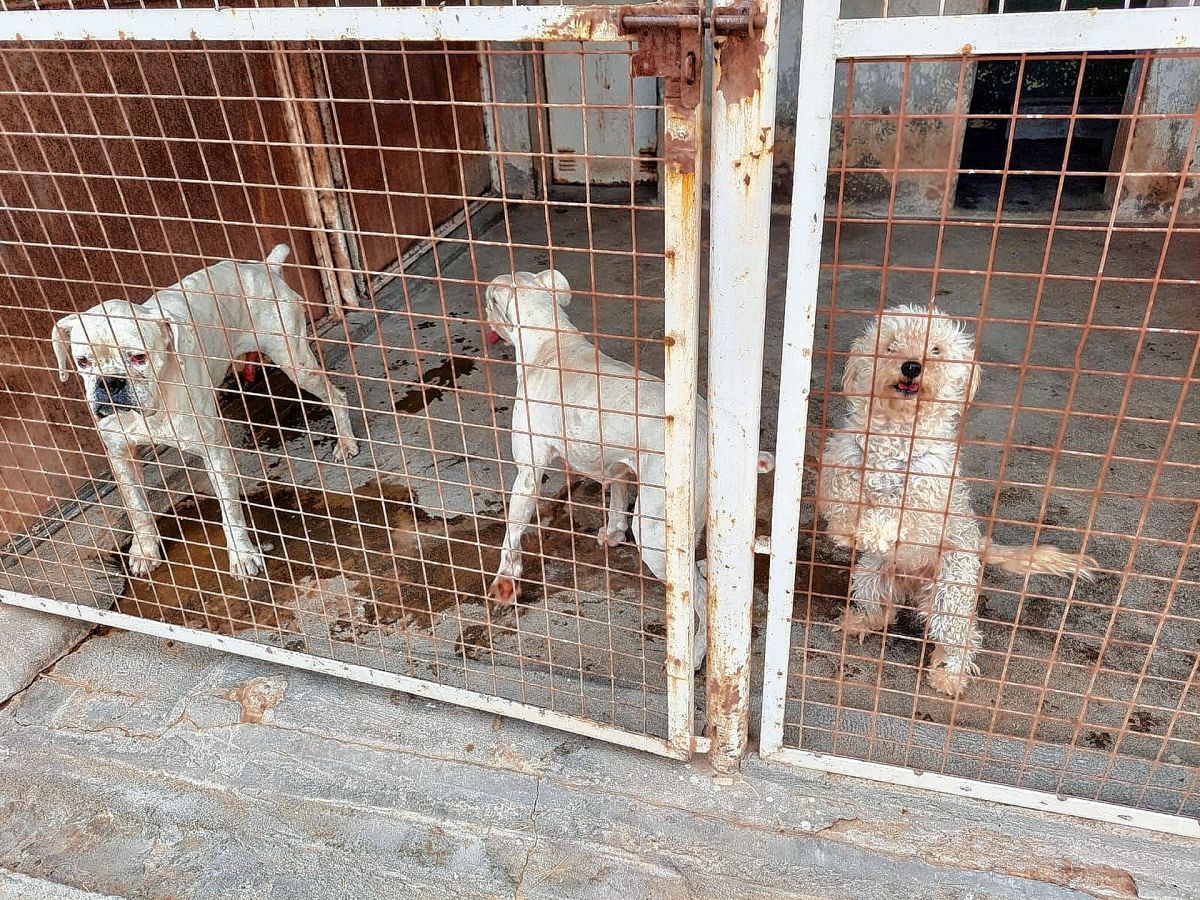 Secuestraron tres perros en condiciones deplorables  e imputarán a un hombre por maltrato animal 