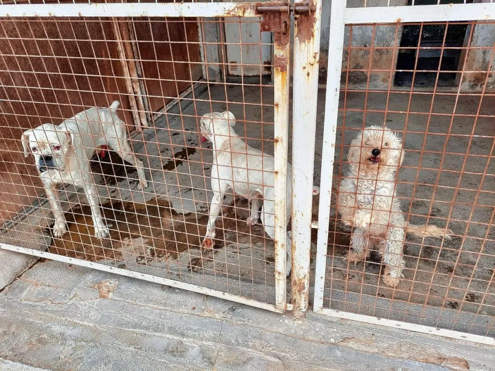 Secuestraron tres perros en condiciones deplorables  e imputarán a un hombre por maltrato animal 