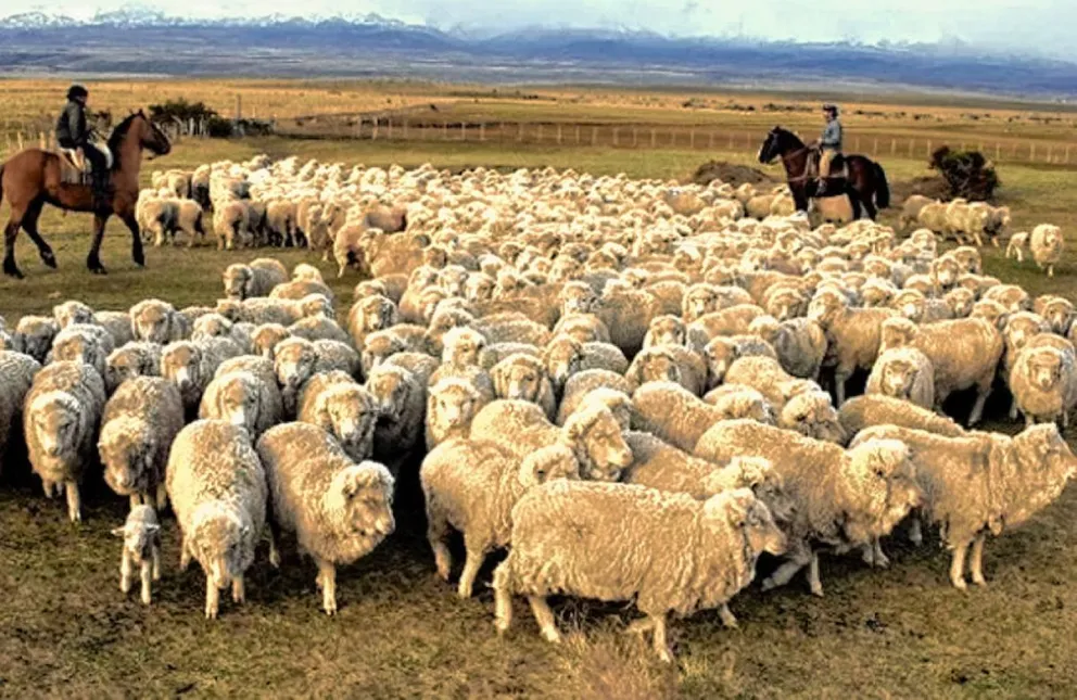 El Gobierno otorgará una compensación económica a productores de lana de la Patagonia