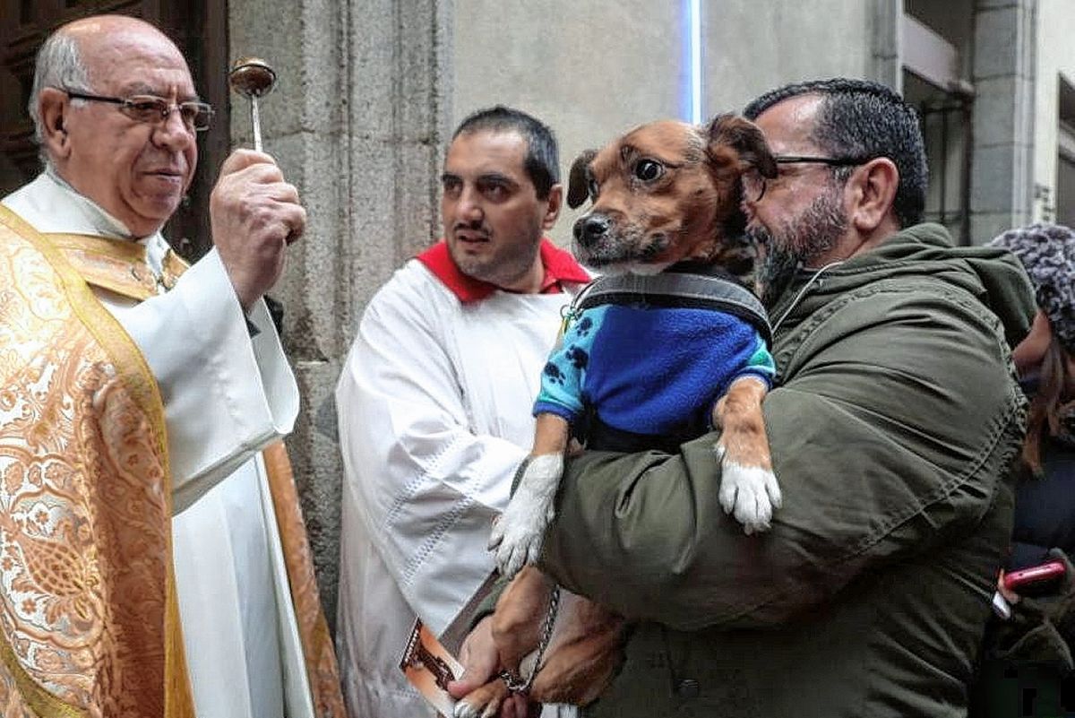 Día mundial de bendecir a los animales