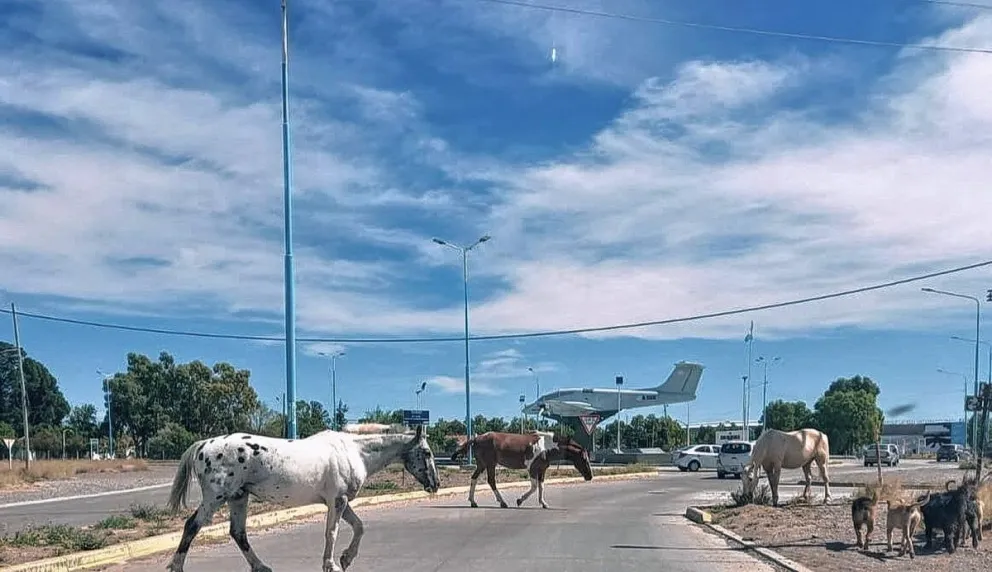 Vecinos denuncian la aparición de caballos en sectores urbanos y los dueños no aparecen