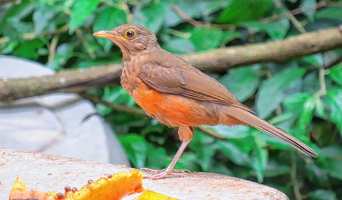 Comprueban que cementerios y parques urbanos de Latinoamérica tienen una diversidad similar de aves 