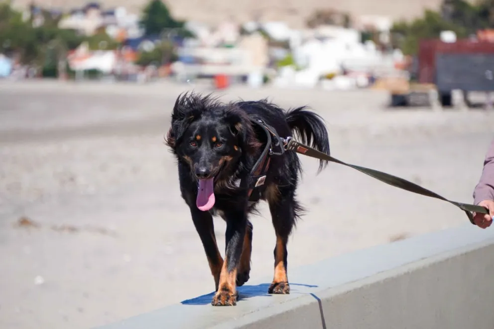 Rada Tilly amplía el servicio de esterilización para perros y gatos