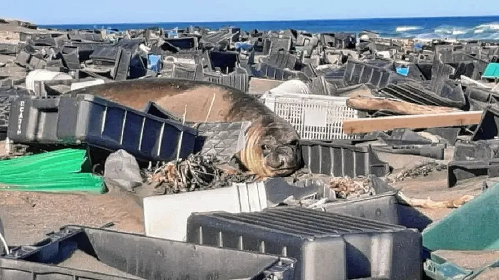 A través de imágenes de monitoreo satelital, detectan residuos plásticos en el Mar Argentino